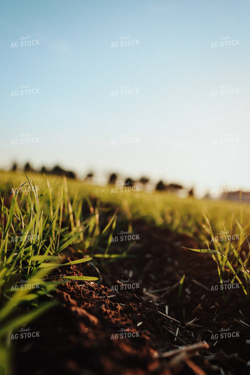 Early Growth Wheat 83127