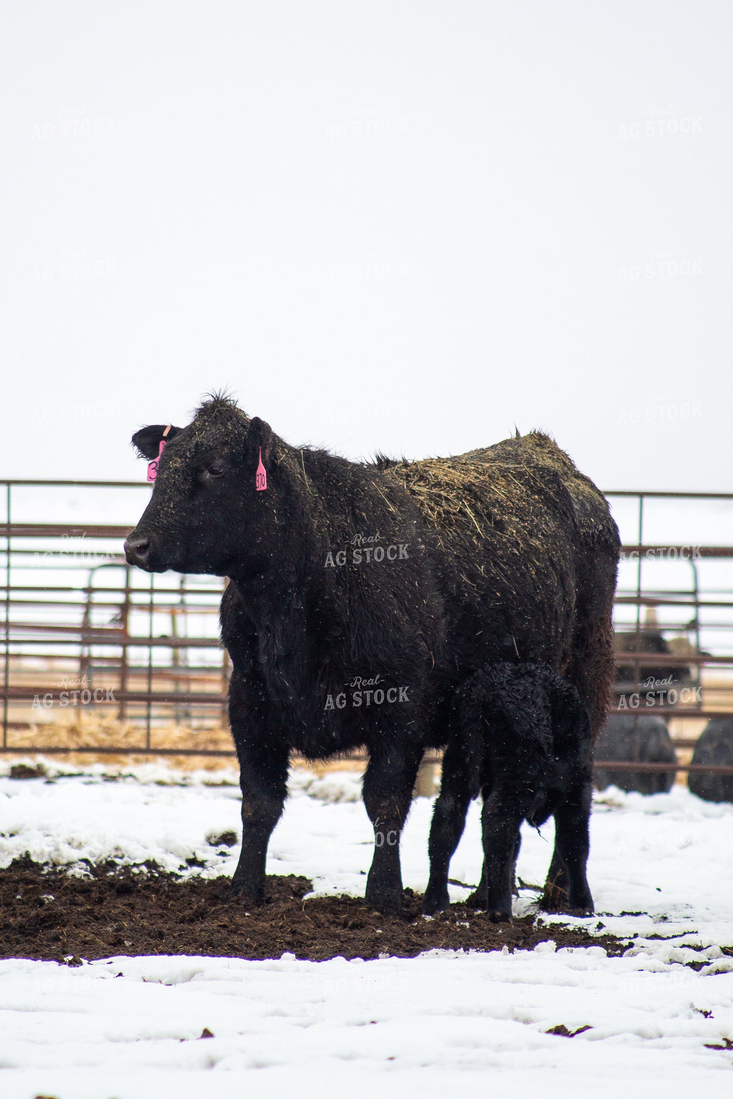 Cow Calf Pair 155486