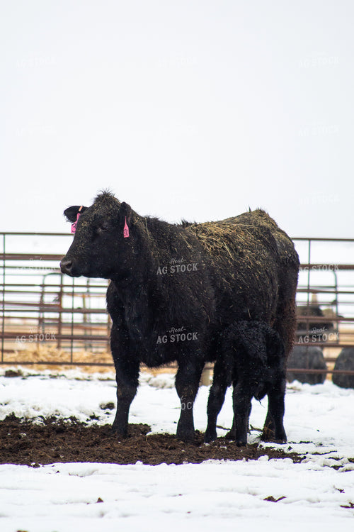 Cow Calf Pair 155486