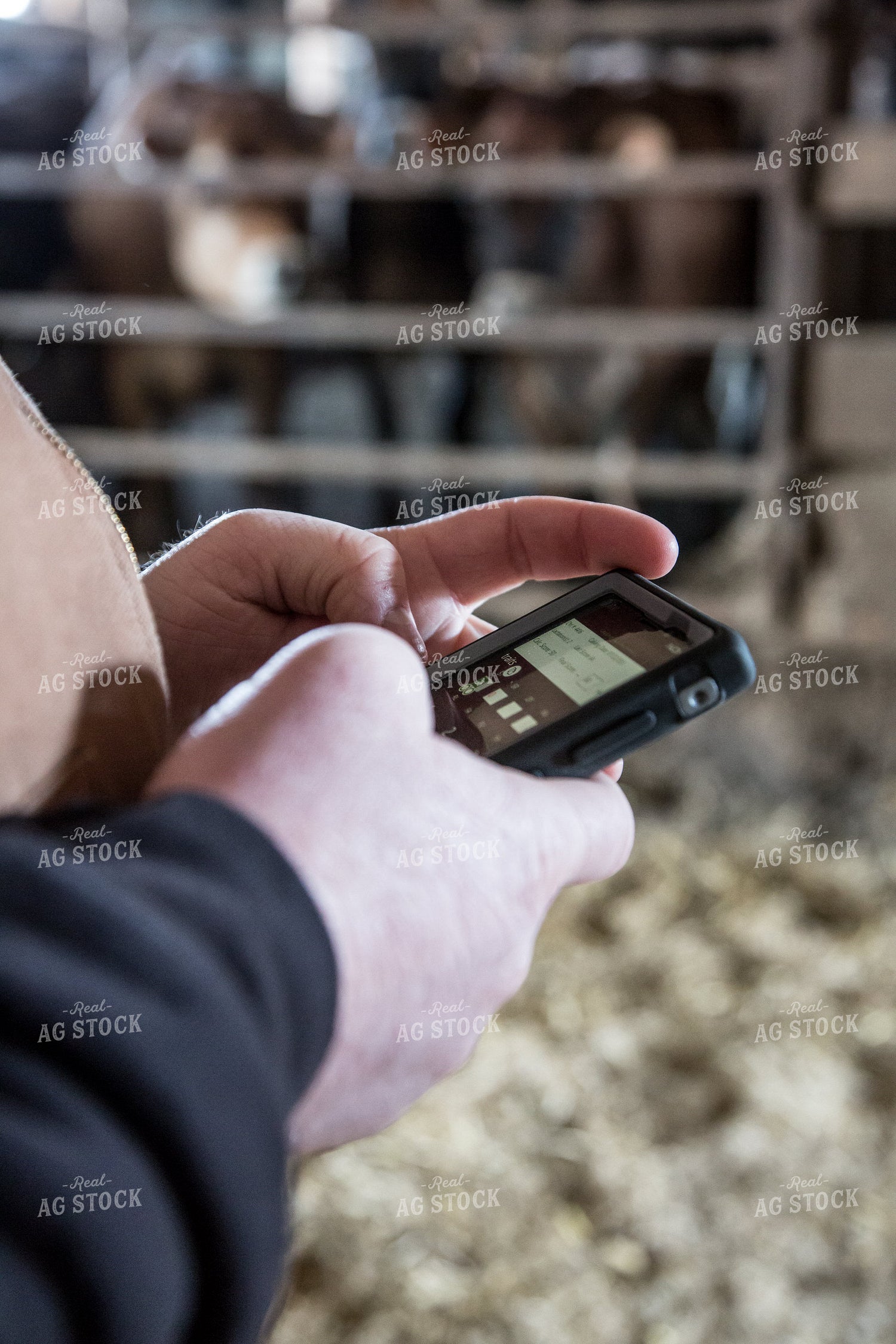 Smart Phone in Cattle Barn 250141