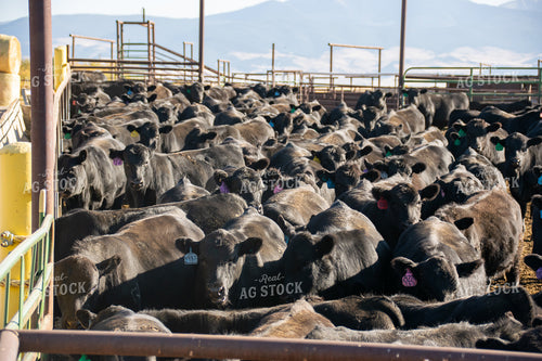 Cattle in Pen 51011