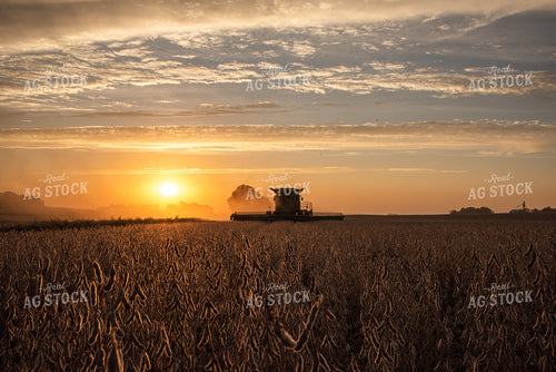 Combine Harvesting Soybeans at Sunset 76040