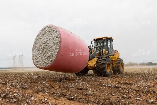 Cotton Harvest 79526