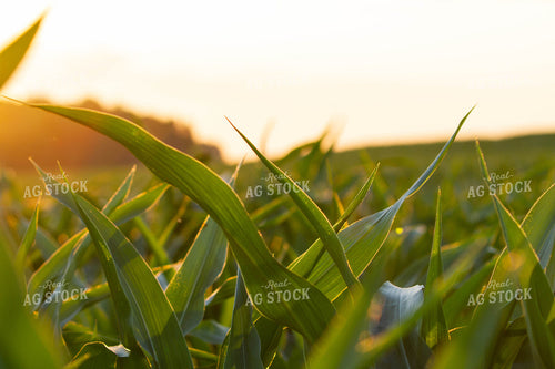 Corn Leaves in Field 79049