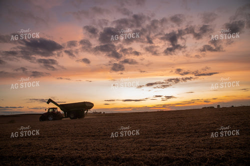 Grain Cart Driving in Soybean Field at Sunset 25712