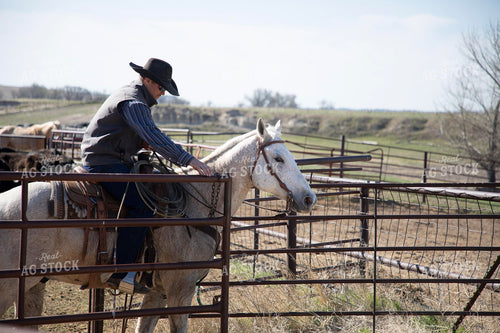Working Cattle 117294