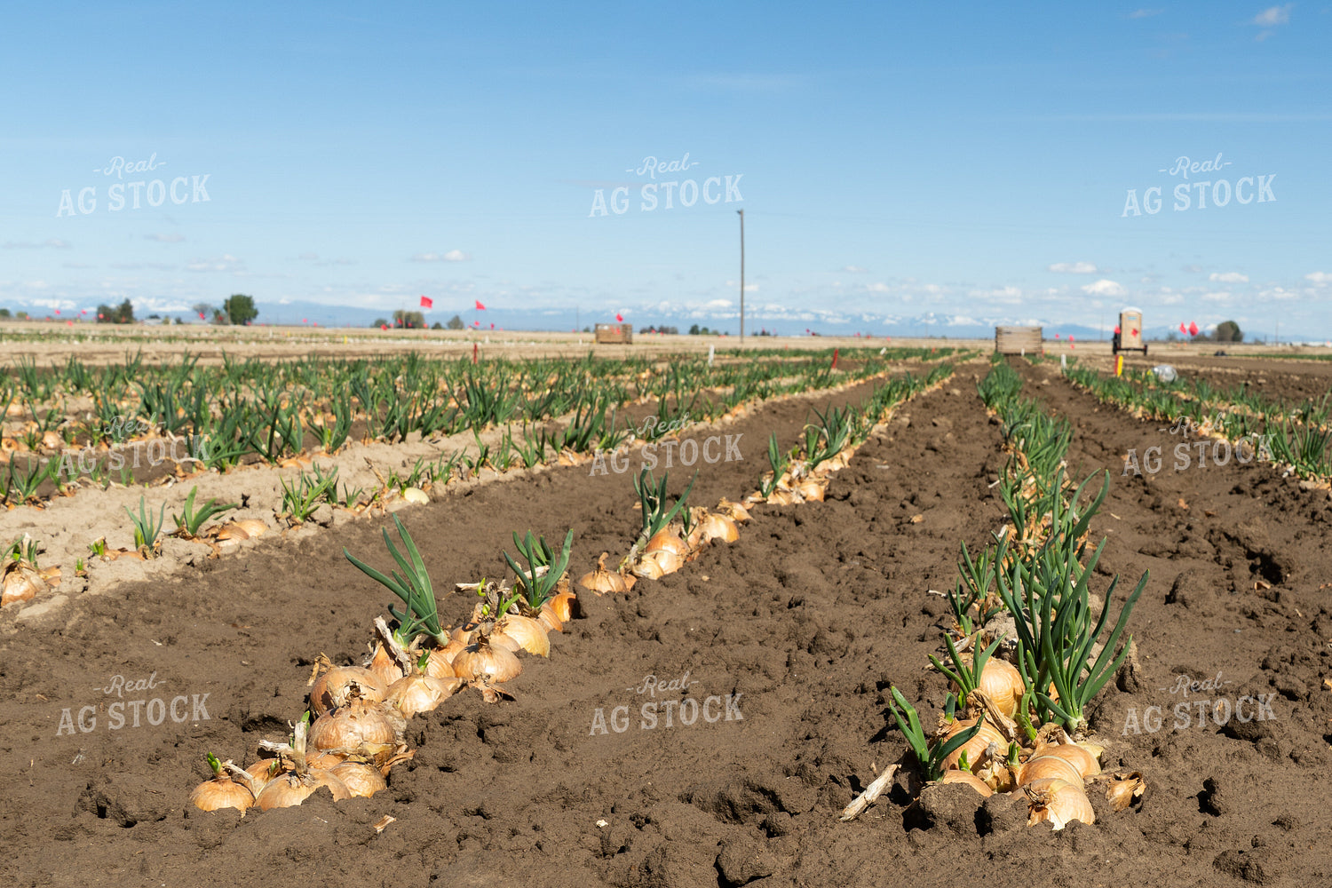 Onion Field 65660