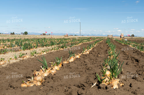 Onion Field 65660