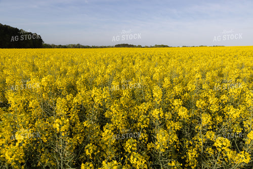 Canola Field 79867