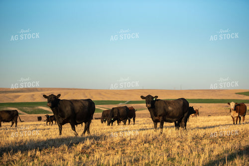 Cattle in Pasture 57033
