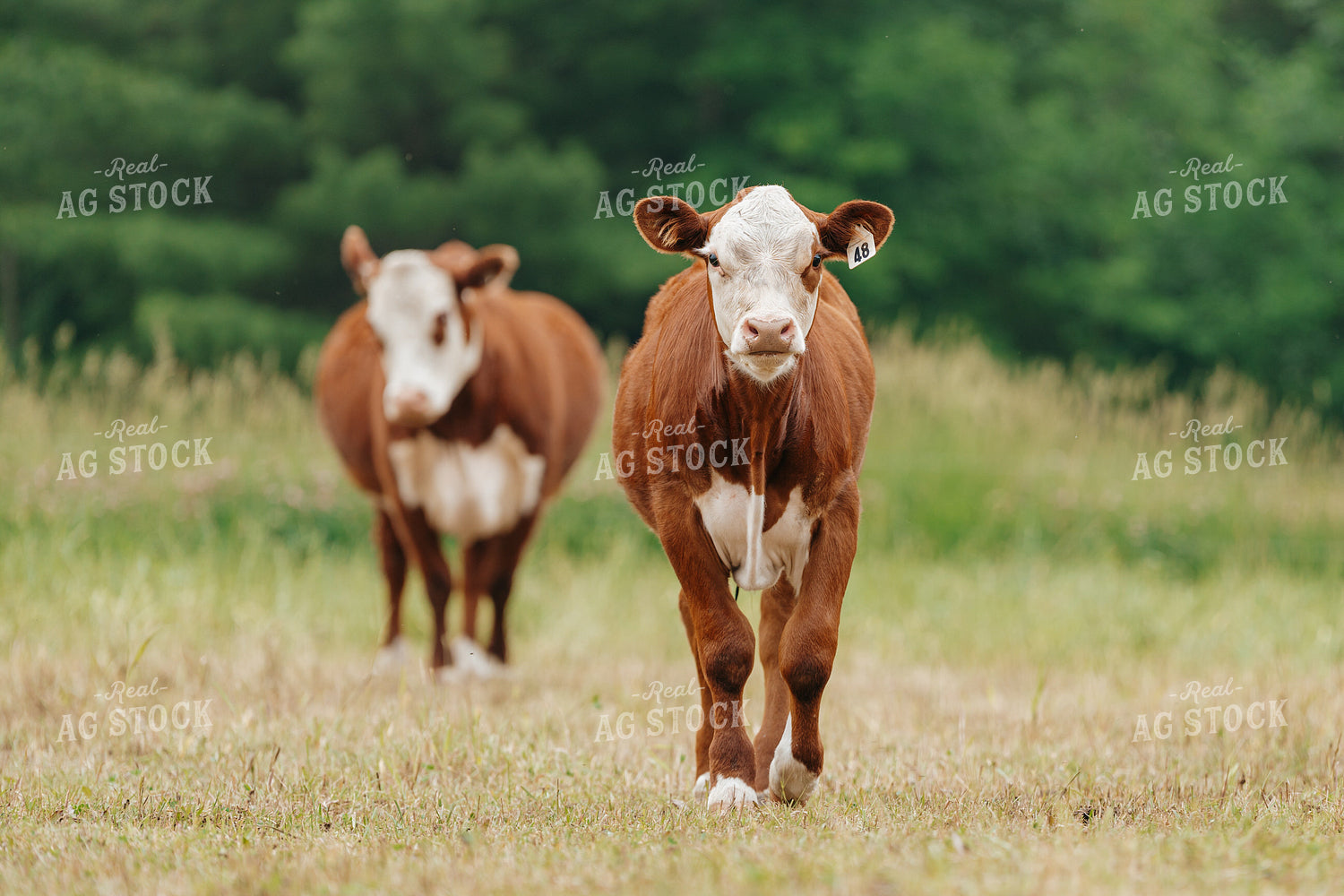 Hereford Calf on Pasture 68177