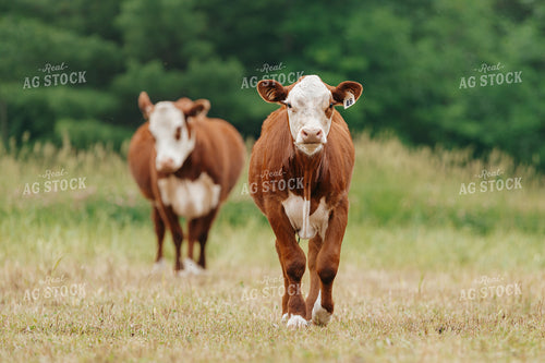 Hereford Calf on Pasture 68177