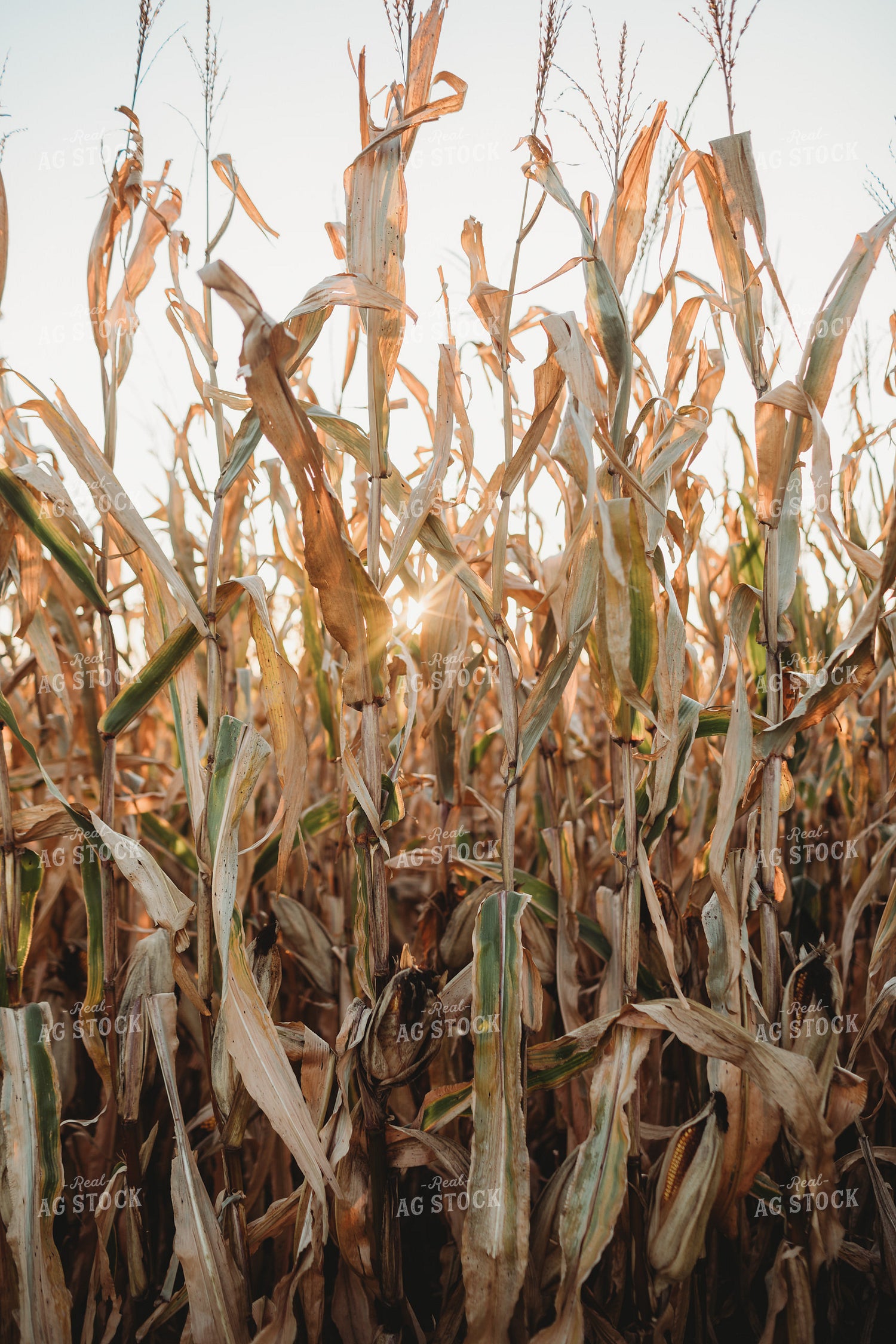 Dried Corn with Sunflare 3413