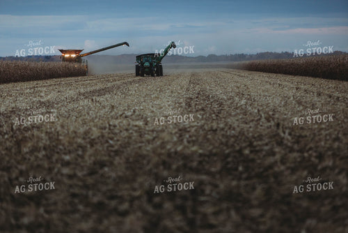 Corn Harvest 8635