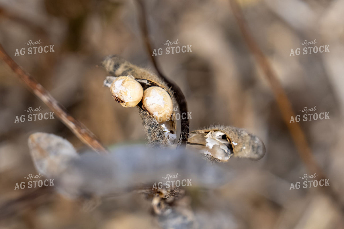 Dried Soybean Pod Split Open at Harvest Maturity 407006