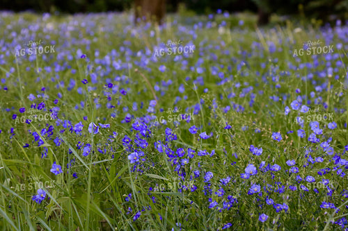 Flowers in Pasture 299265
