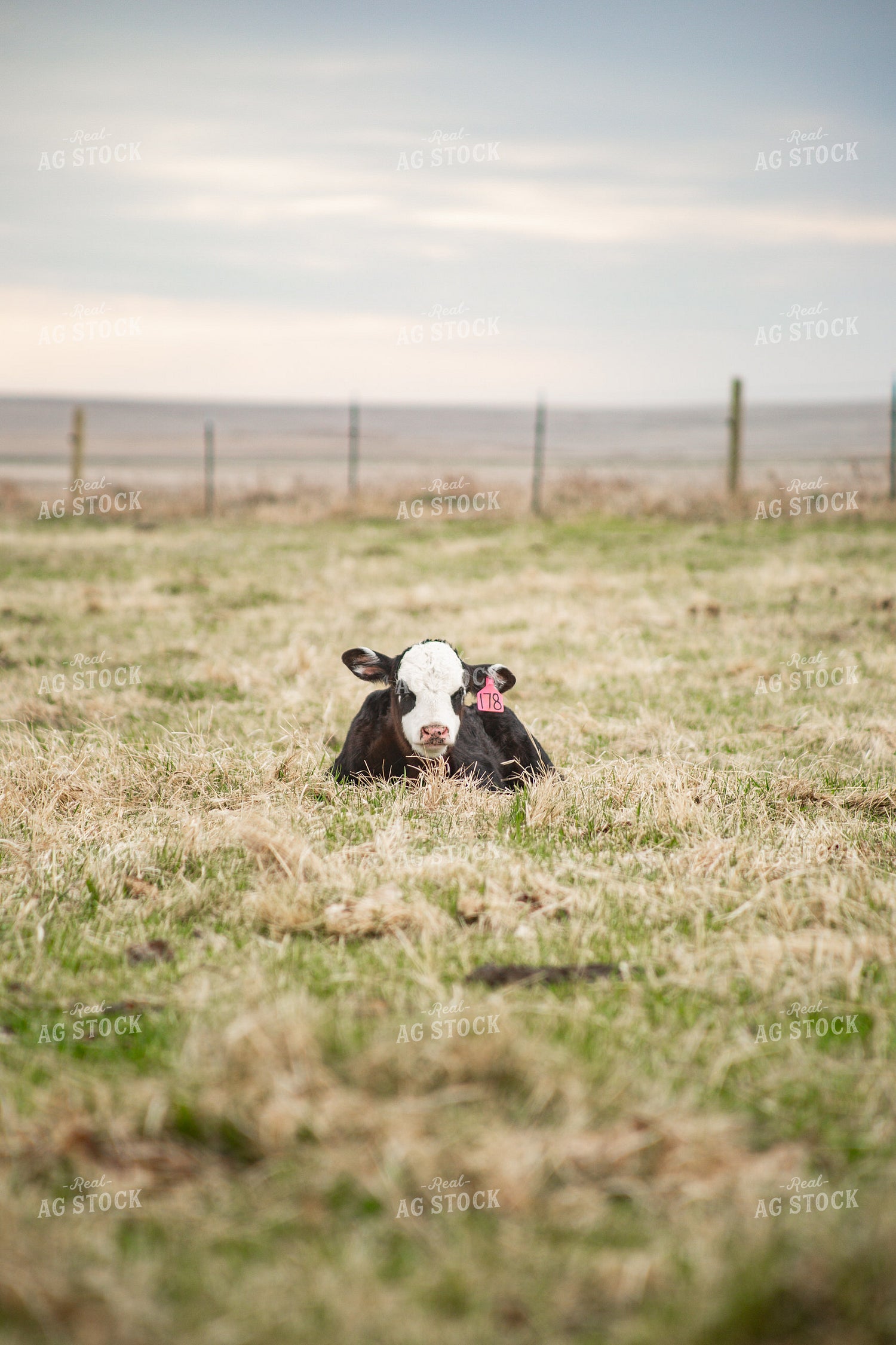Black Baldy Calf 155696