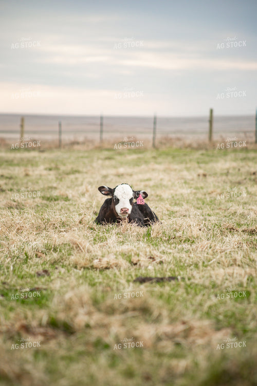 Black Baldy Calf 155696