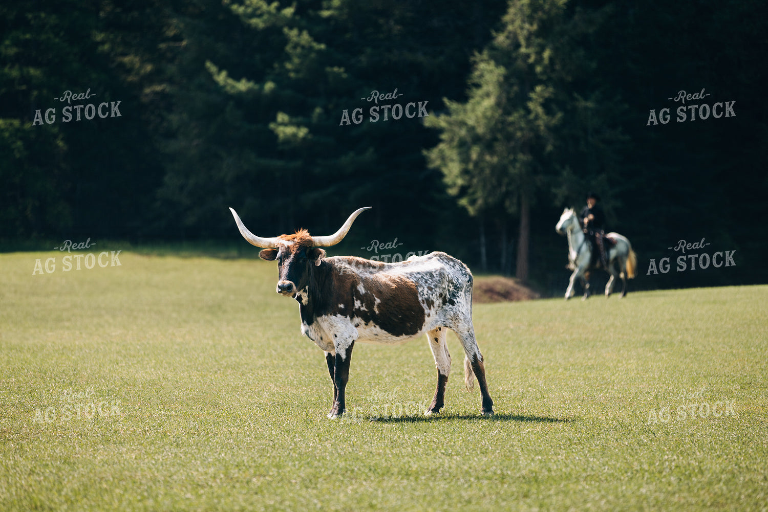 Longhorn 178000