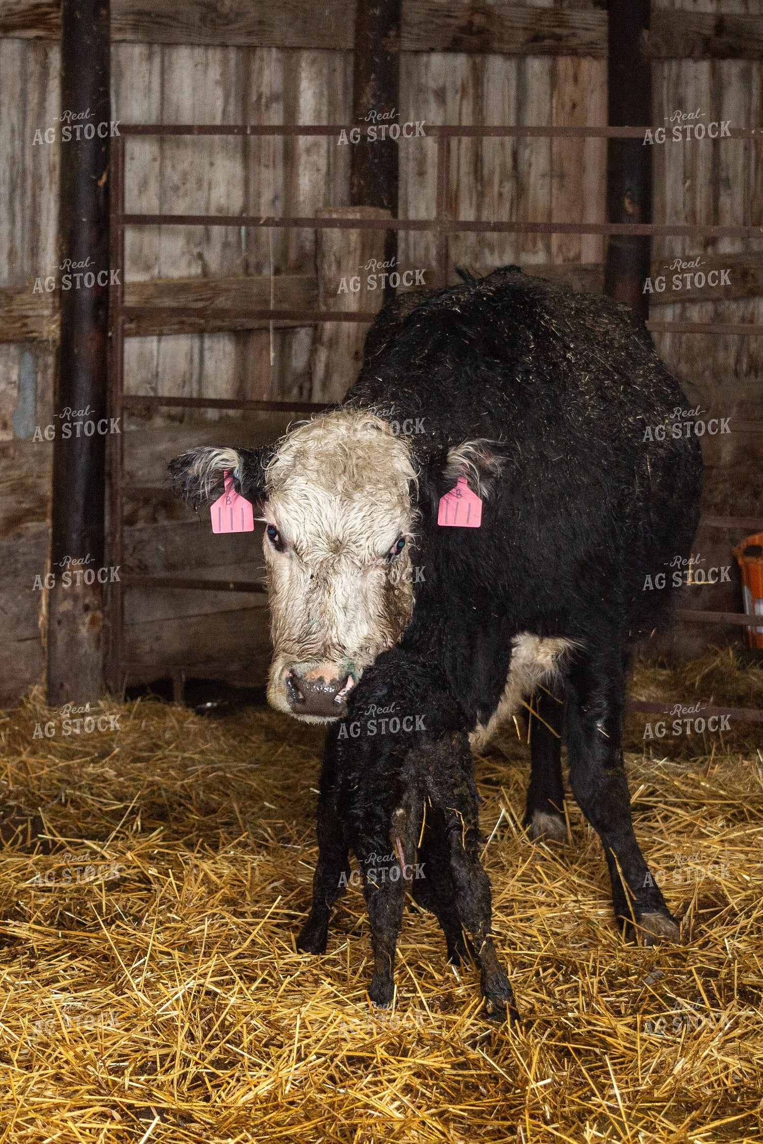 Newborn Calf and Cow 155460