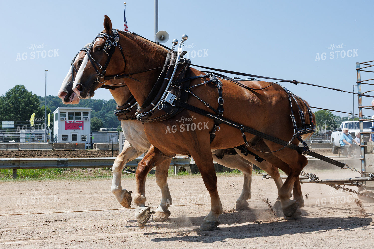 Horse Pulling 52906