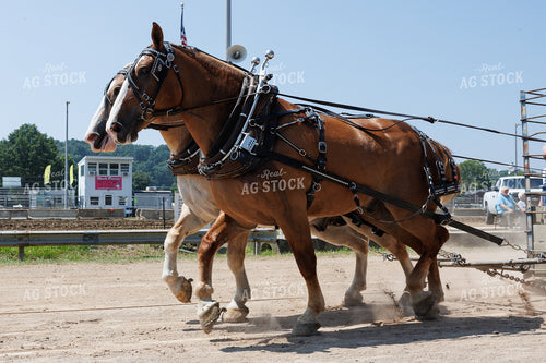 Horse Pulling 52906