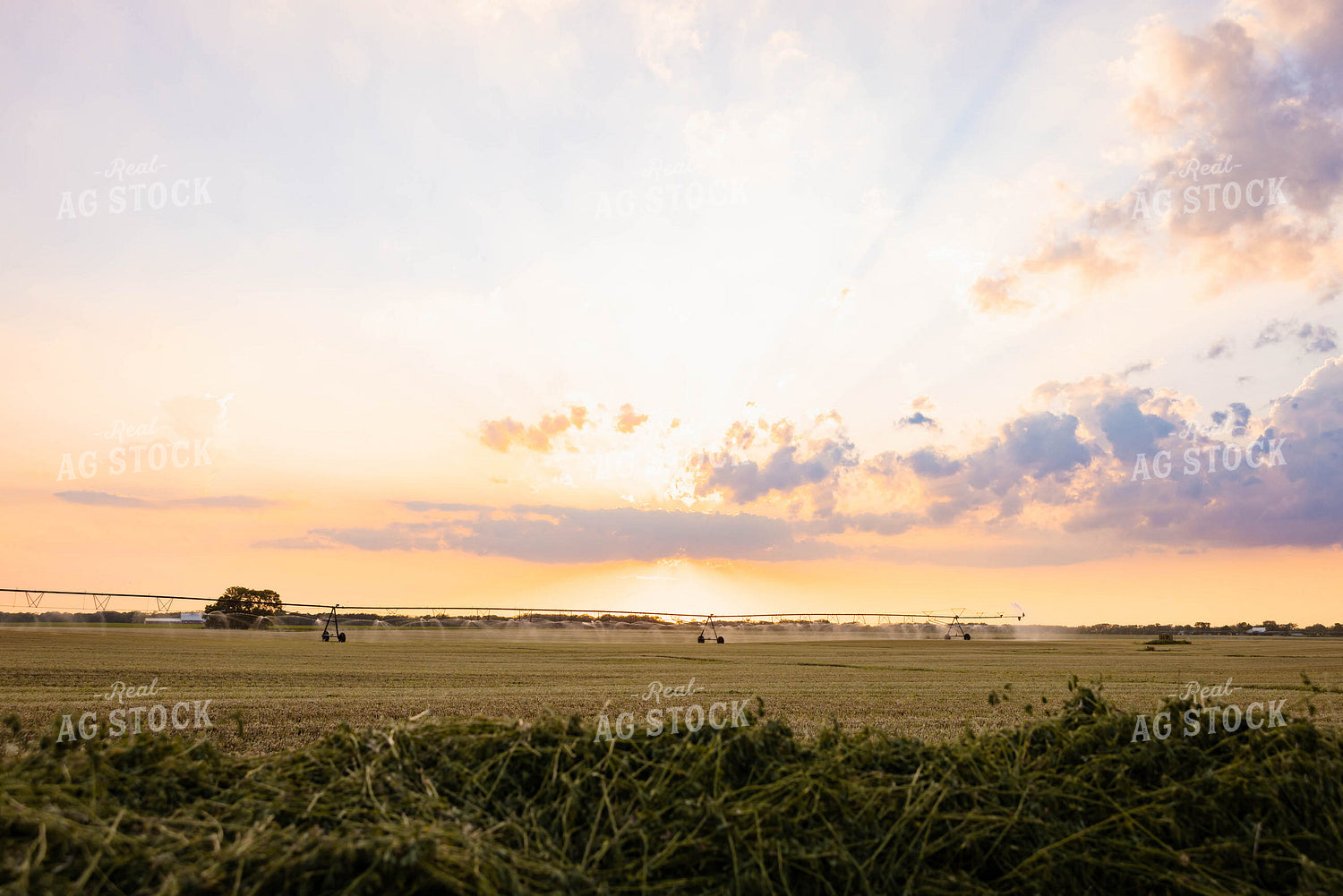 Chopped Silage 152131