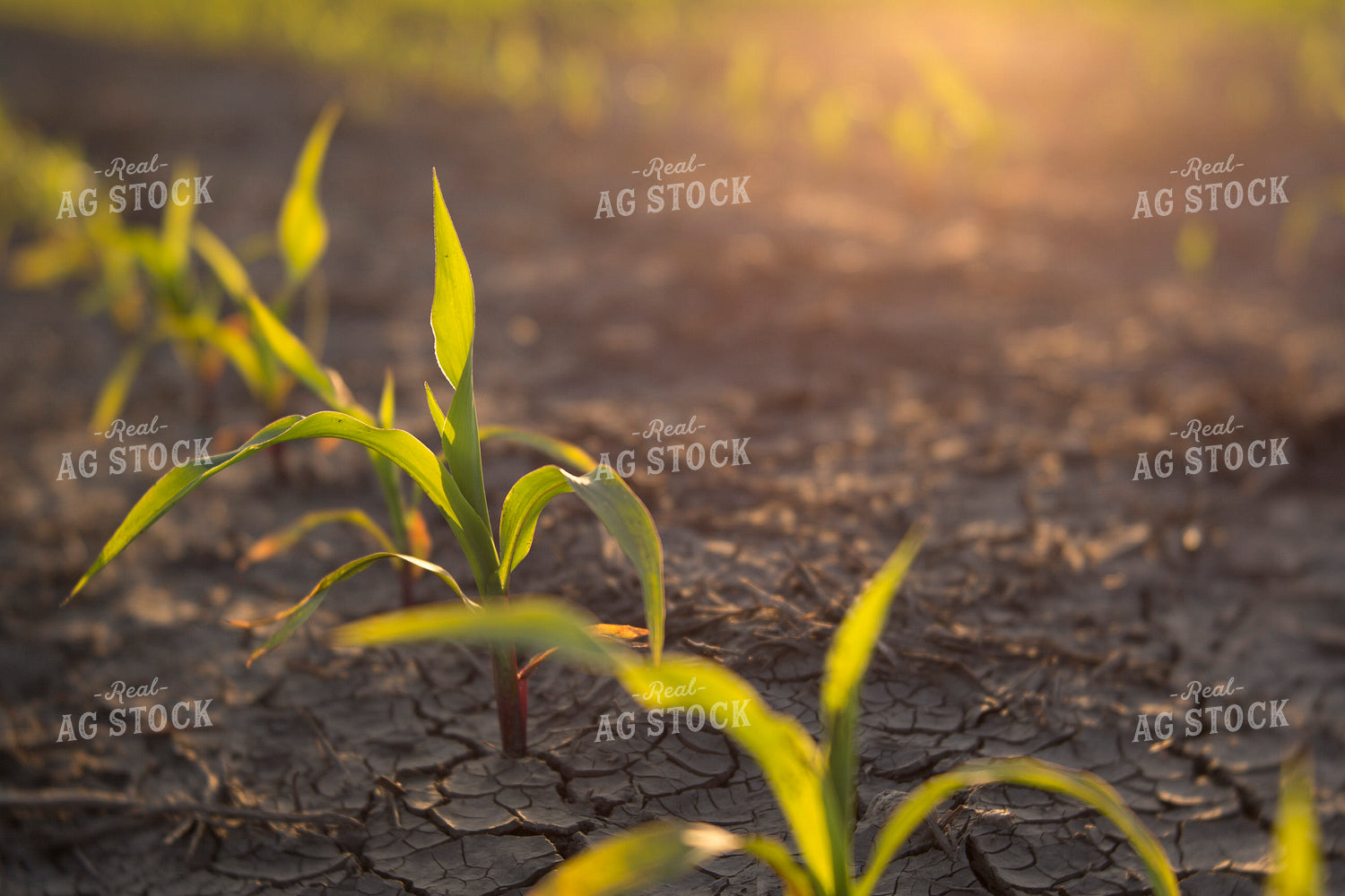 Corn - Early Growth 1065