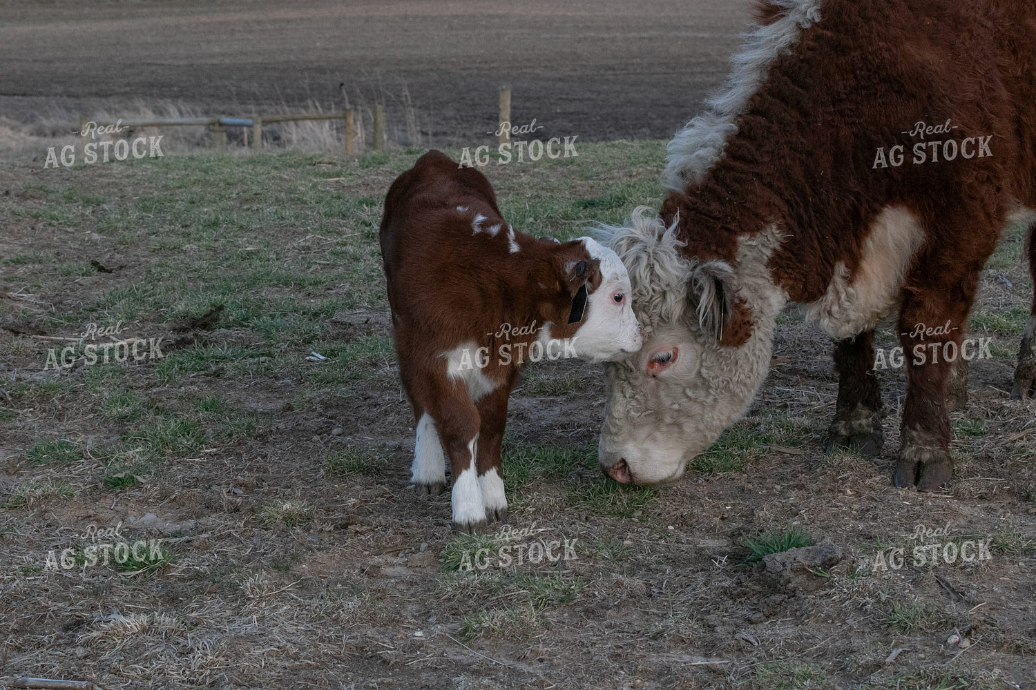 Mini Hereford Cow Calf Pair 300008