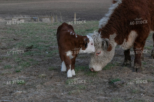 Mini Hereford Cow Calf Pair 300008