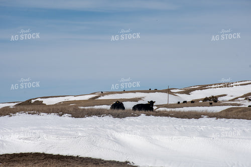 Cattle in Snowy Pasture 50353