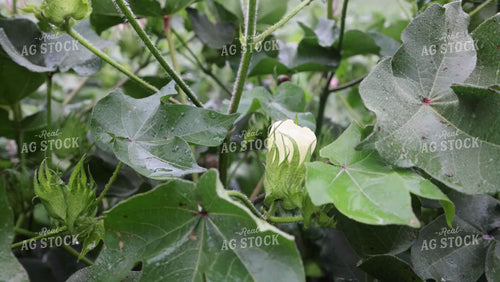 Close Up of Cotton Flower Bloom 79333