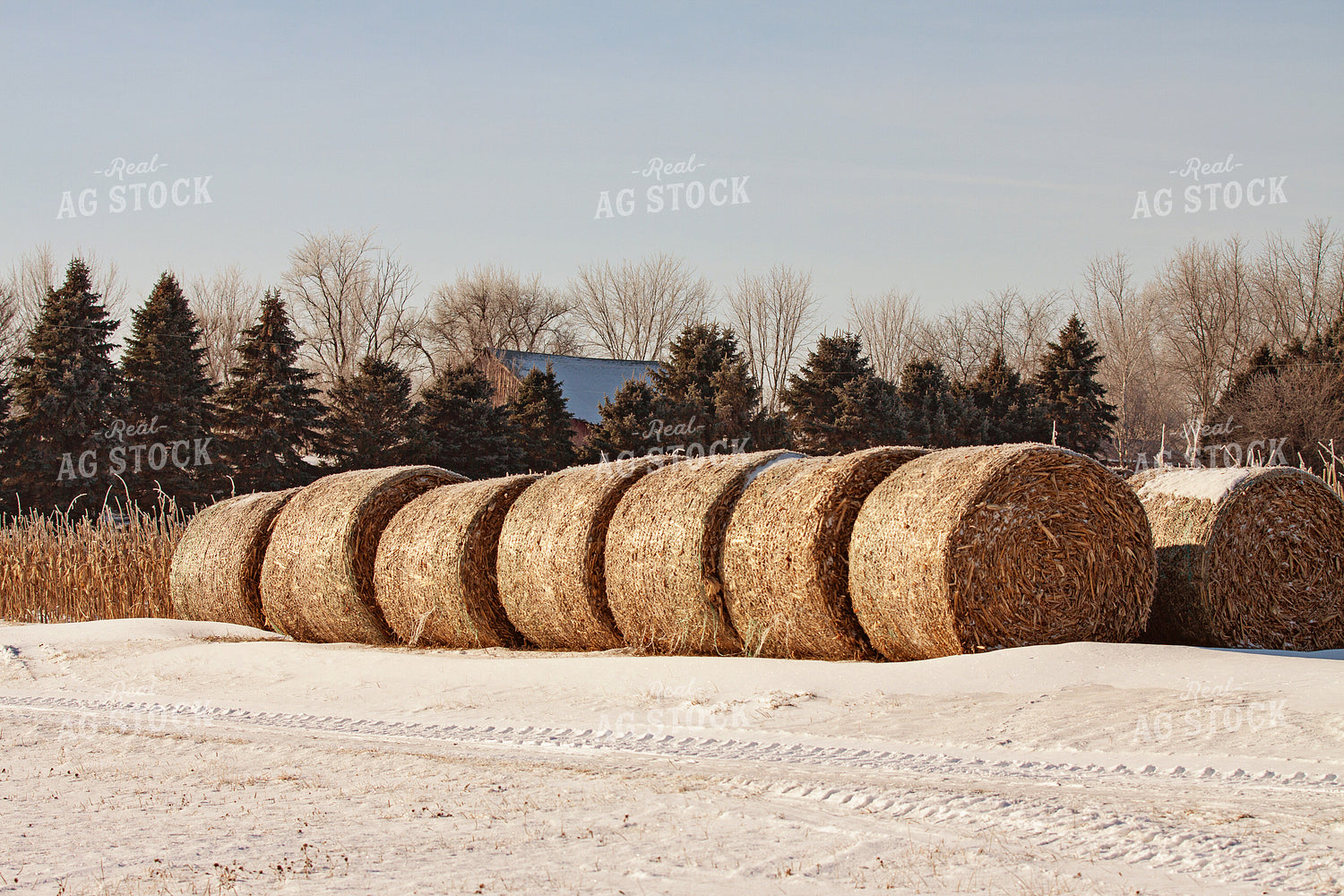 Corn Stalk Bales 150027