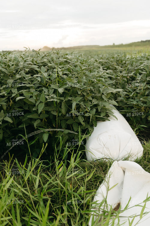 Poly Irrigated Soybean Field 125261