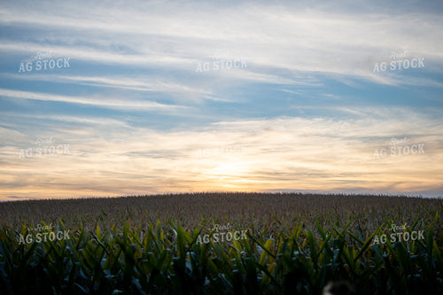 Corn Tassels 50386