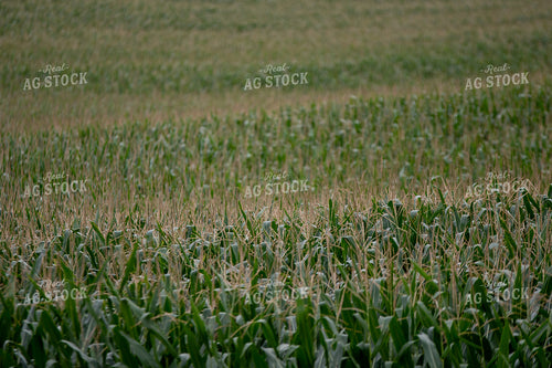 Corn Tassels 50416