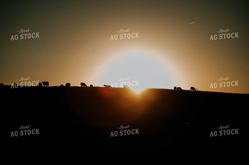 Cattle in Pasture at Sunset 77237