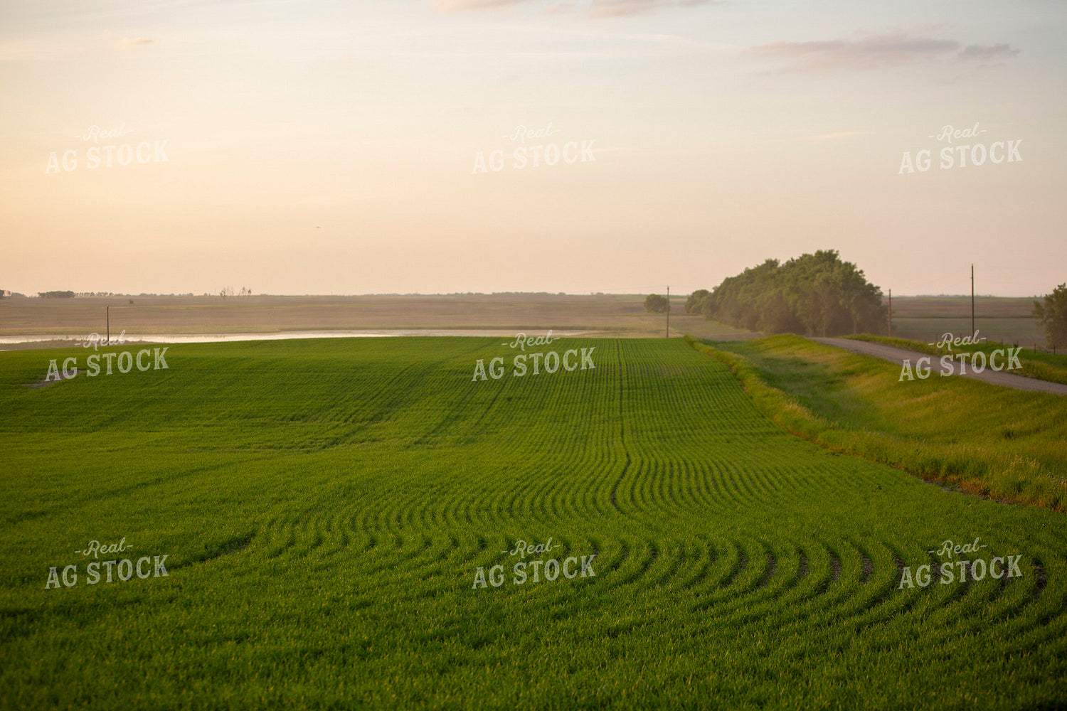 Wheat 2120