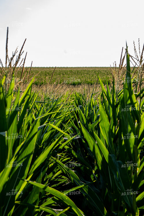 Tasselled Corn Field 67129