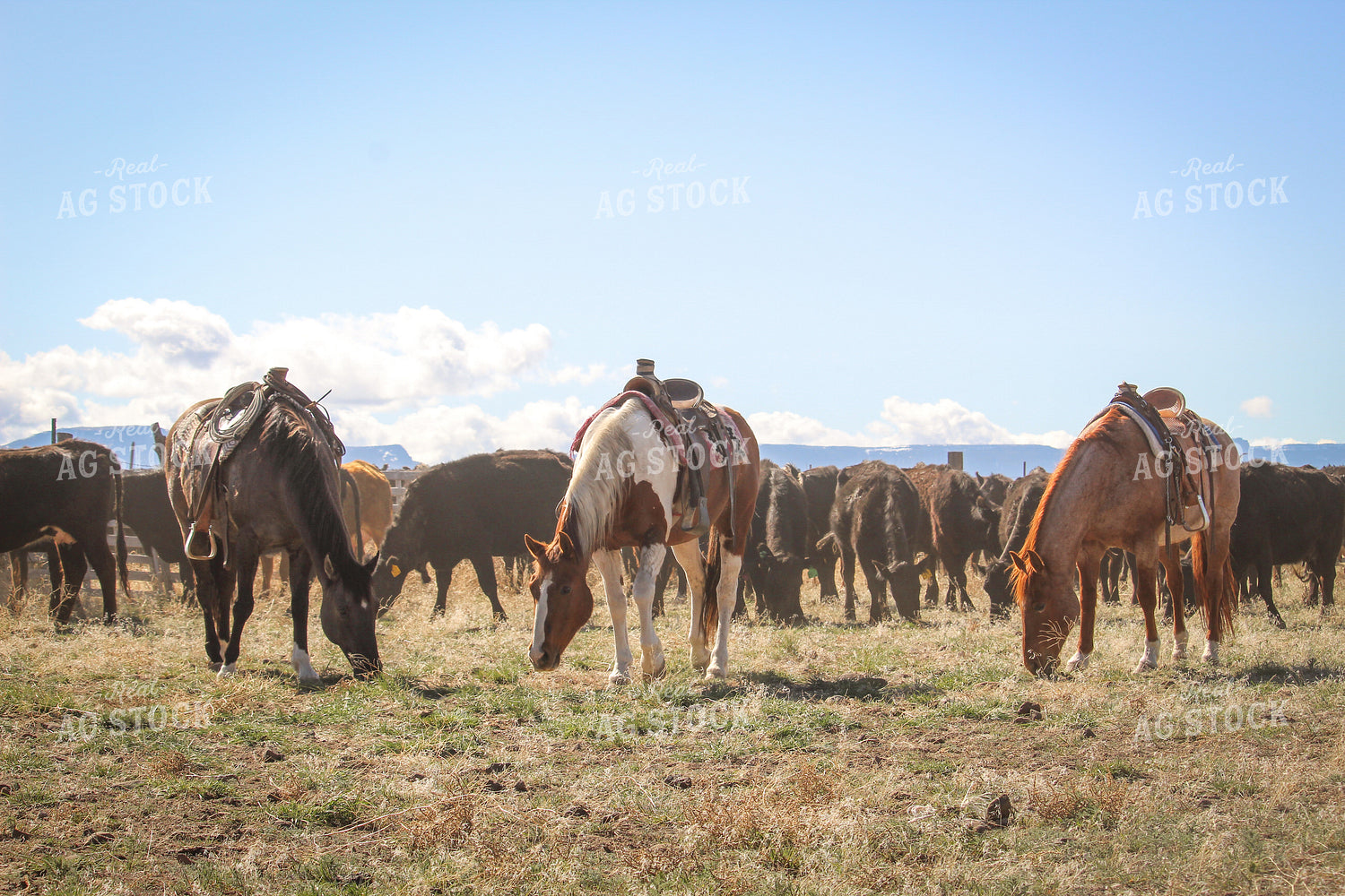 Horses and Cattle in Pasture 78069