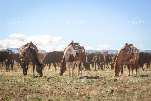 Horses and Cattle in Pasture 78069