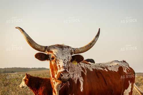 Longhorn Cattle 155066