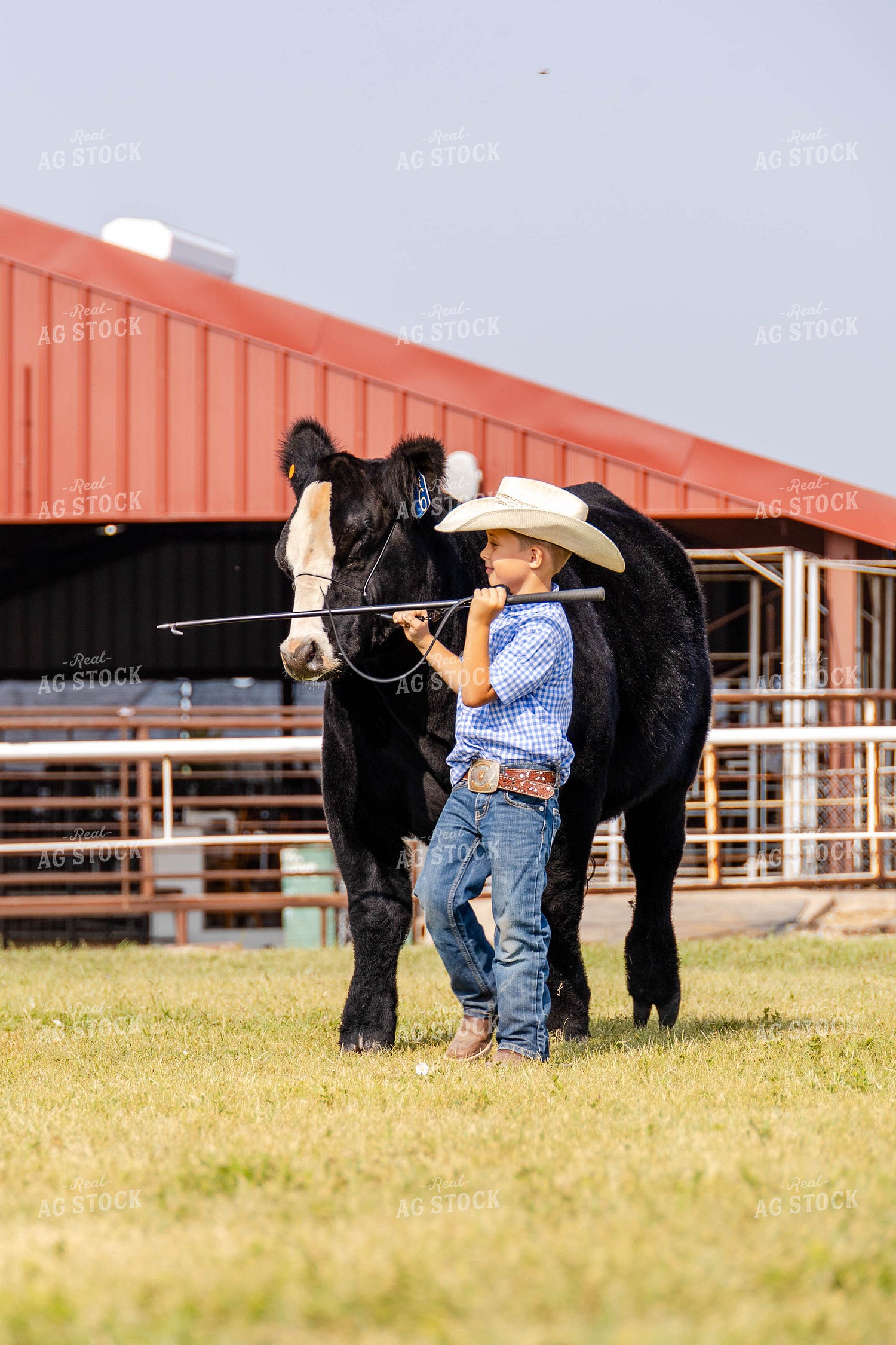 Young Cowboy Leading a Steer 97189