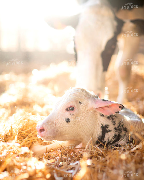 Holstein Cow and Calf 55220