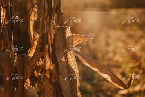 Dried Corn Stalk 52474
