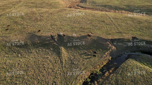 Aerial of Cattle on Pasture 268266