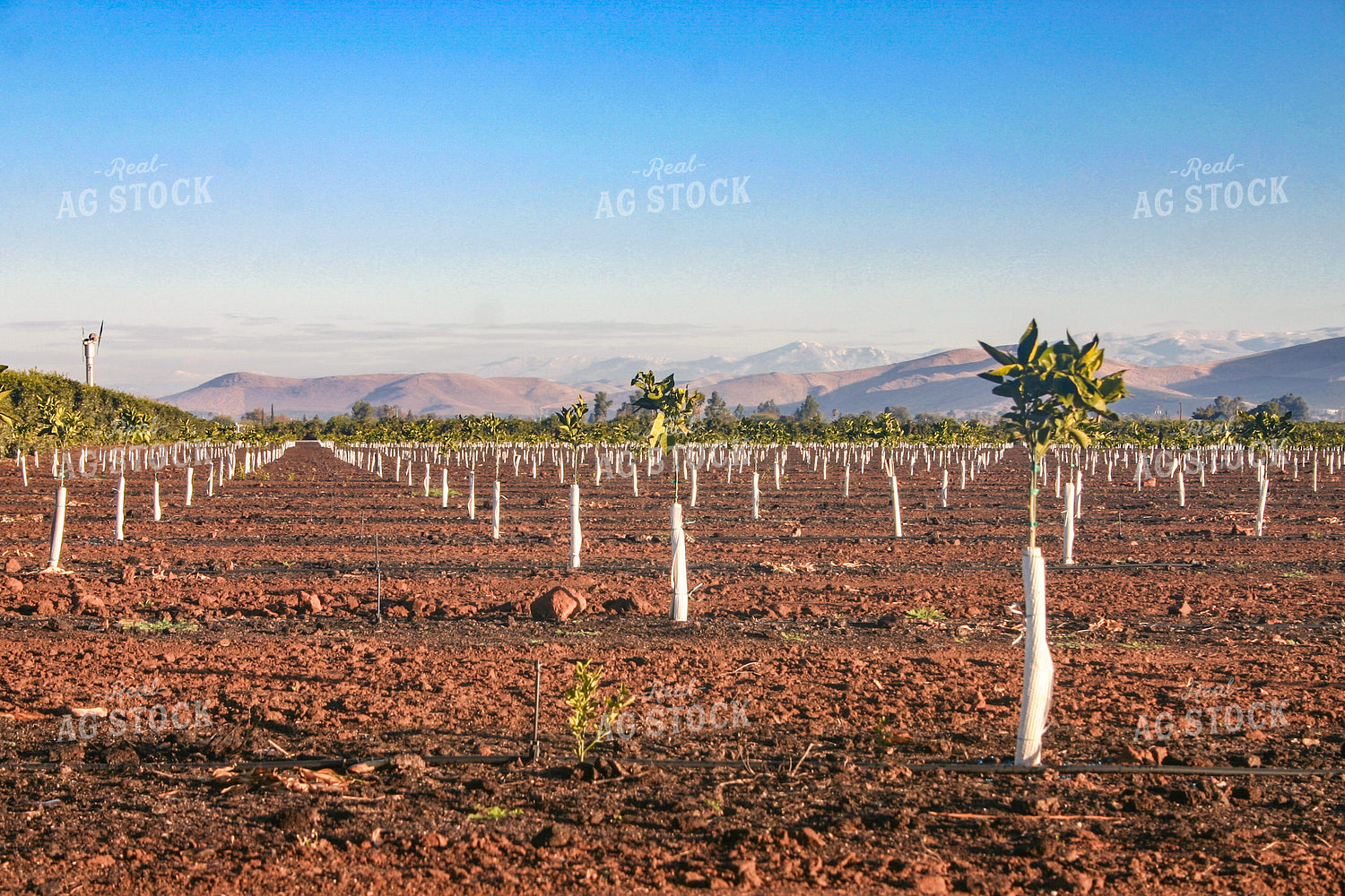 Citrus Tree Farm 188008