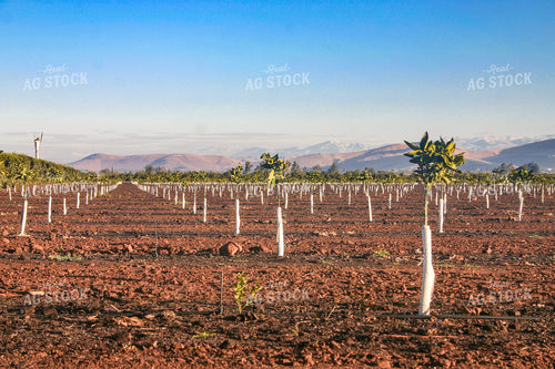 Citrus Tree Farm 188008