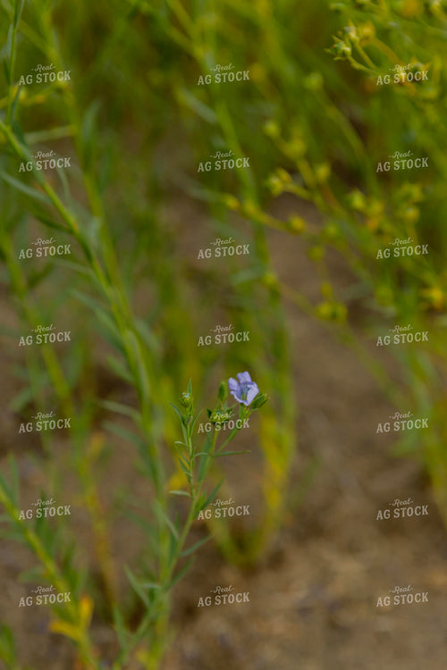Flax 187270