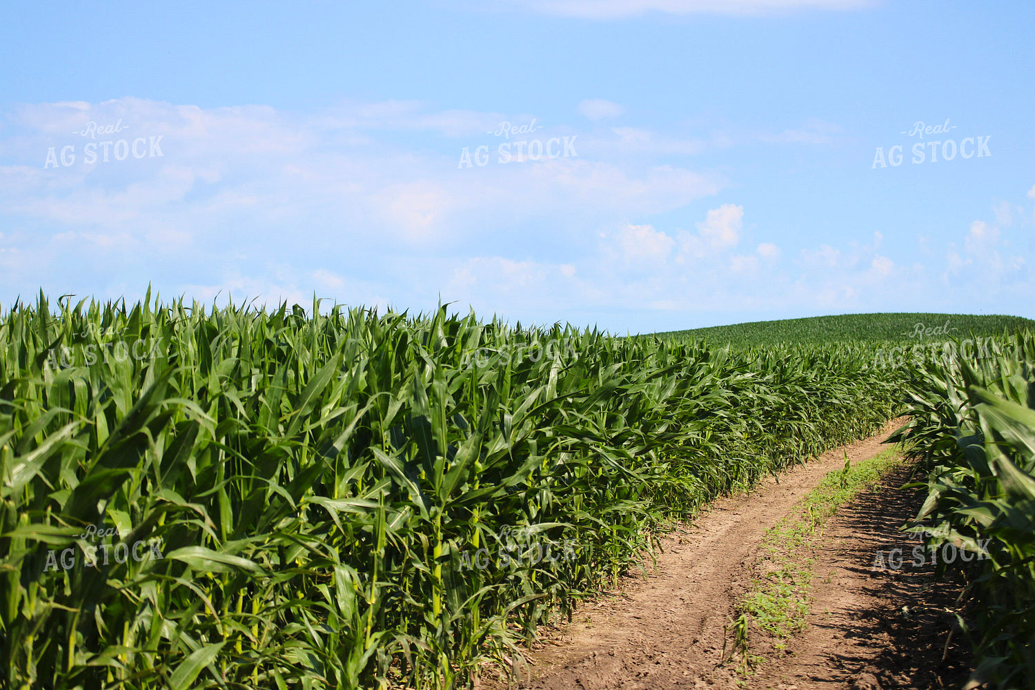 Midseason Corn 82304
